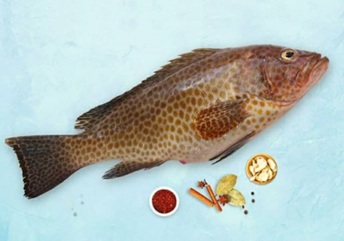 https://shp.aradbranding.com/قیمت ماهی هامور جنوب + خرید باور نکردنی